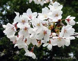 桜(さくら)の花
