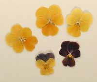 押し花素材 ビオラ