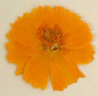押し花素材 黄花コスモス
