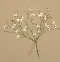 押し花素材 かすみ草